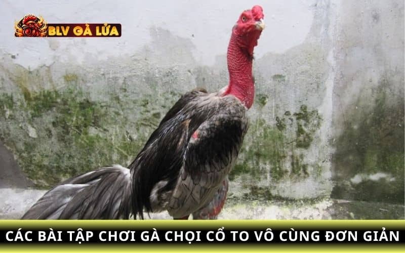 Cách làm cho gà chọi cổ to bằng phương pháp tập luyện Cách làm cho gà chọi cổ to bằng phương pháp tập luyện