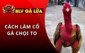 Cách Làm Cổ Gà Chọi To