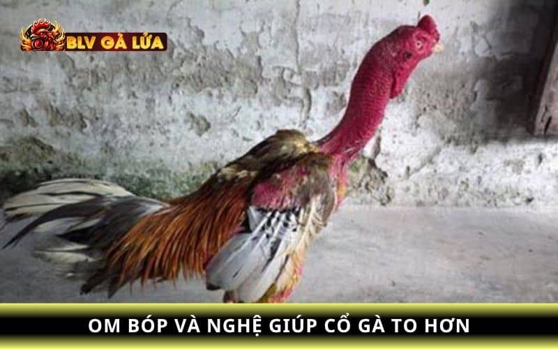 Cách làm cổ gà chọi to bằng phương pháp om bóp nghệ Cách làm cổ gà chọi to bằng phương pháp om bóp nghệ