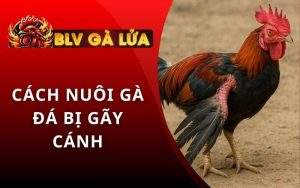 Cách Nuôi Gà Đá Bị Gãy Cánh