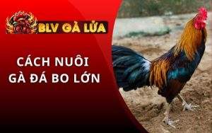 Cách Nuôi Gà Đá Bo Lớn