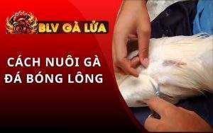 Cách Nuôi Gà Đá Bóng Lông