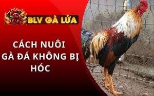 Cách Nuôi Gà Đá Không Bị Hốc