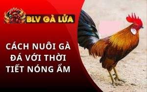 Cách Nuôi Gà Đá Trong Điều Kiện Khí Hậu Nóng Ẩm