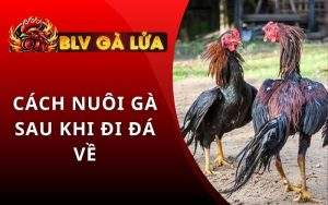 Cách Nuôi Gà Sau Khi Đi Đá Về