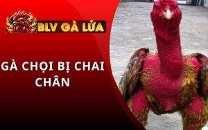 Cách Vào Nghệ Cho Gà Chọi