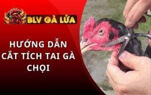 Cắt Tích Tai Gà Chọi
