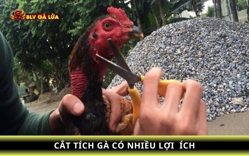Cắt tích tai gà chọi giúp gà có thẩm mỹ hơn và lợi ích khi thi đấu Cắt tích tai gà chọi giúp gà có thẩm mỹ hơn và lợi ích khi thi đấu