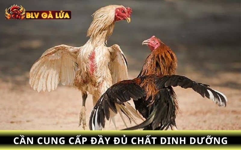Chất dinh dưỡng giúp gà đá chân mạnh Chất dinh dưỡng giúp gà đá chân mạnh