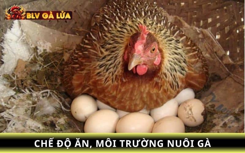 Chế độ ăn đủ chất, môi trường nuôi và kiểm tra sức thường xuyên