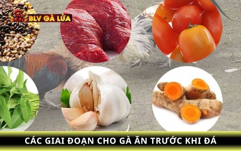 Chế độ ăn uống cho gà trước khi đá Chế độ ăn uống cho gà trước khi đá