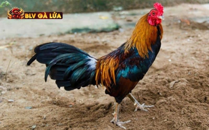 Chế độ dinh dưỡng và bổ sung chất khi nuôi gà chế độ đá Chế độ dinh dưỡng và bổ sung chất khi nuôi gà chế độ đá