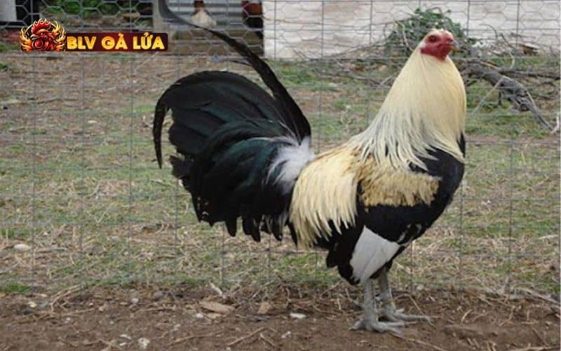 Chế độ nghỉ ngơi phù hợp khi nuôi gà vô chế độ đá Chế độ nghỉ ngơi phù hợp khi nuôi gà vô chế độ đá