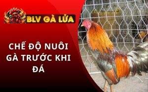 Chế Độ Nuôi Gà Trước Khi Đá
