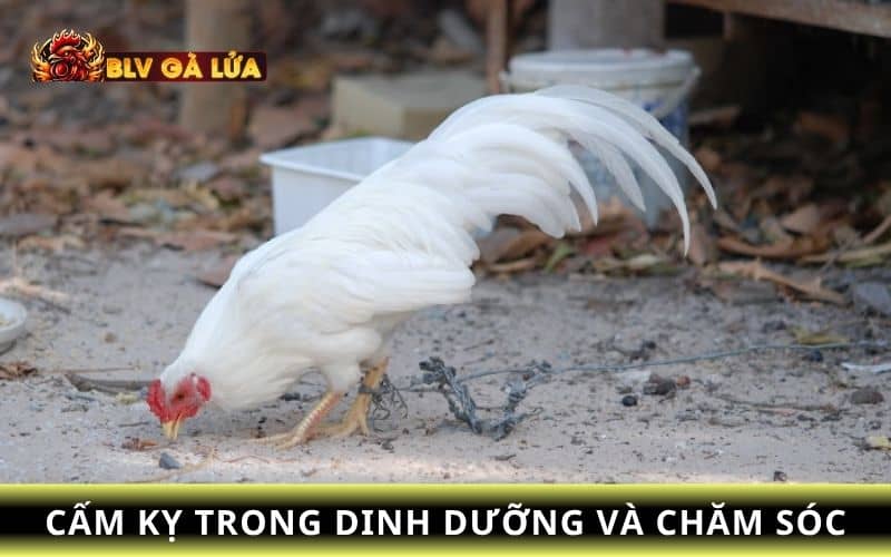 Cho gà ăn đầy đủ các chất dinh dưỡng Cho gà ăn đầy đủ các chất dinh dưỡng