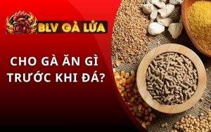 Cho Gà Ăn Gì Trước Khi Đá
