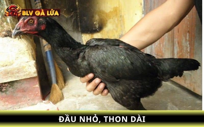 Chọn dáng đầu và cổ gà mái