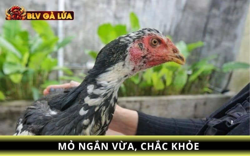 Chọn dáng mỏ của gà mái