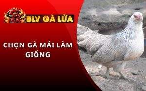 Chọn Gà Mái Làm Giống