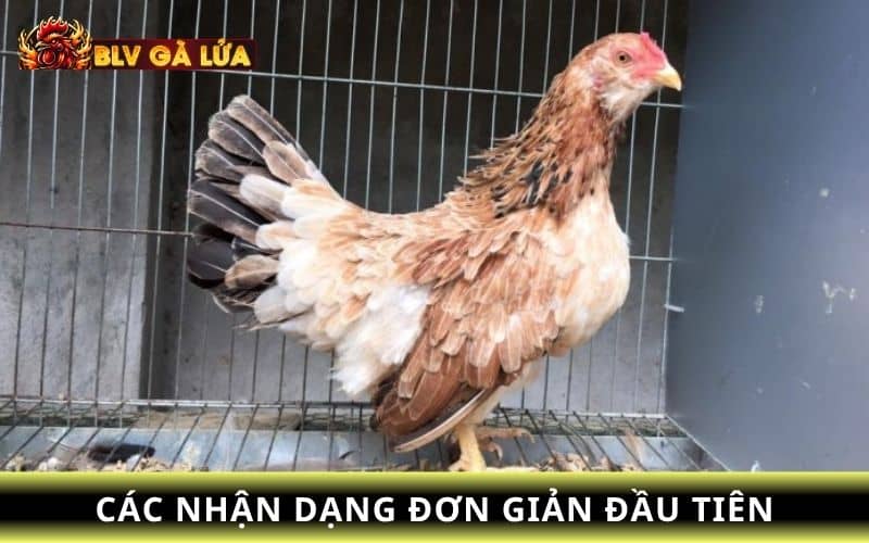 Chọn hình dạng và dáng đi