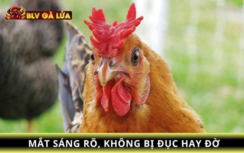 Chọn mắt và mào gà mái