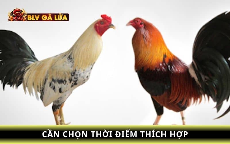 Chọn thời điểm bắt đầu nuôi vào guồng trước khi đá Chọn thời điểm bắt đầu nuôi vào guồng trước khi đá