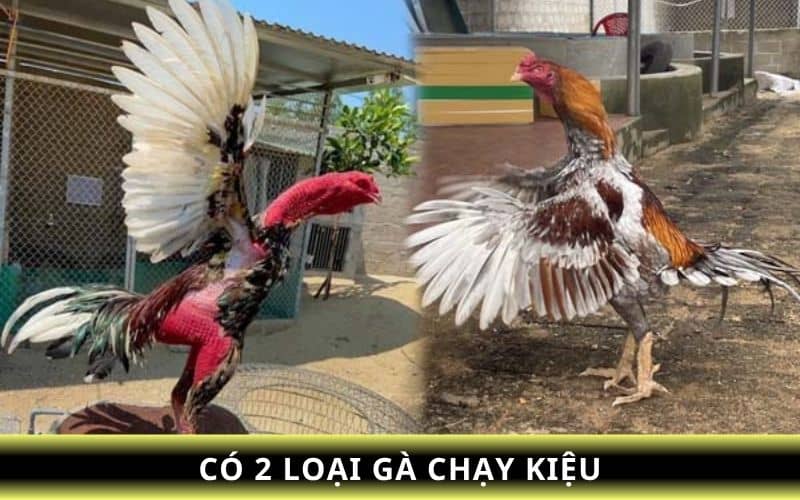 Có 2 loại là gà kiệu lỡ và gà sinh thế