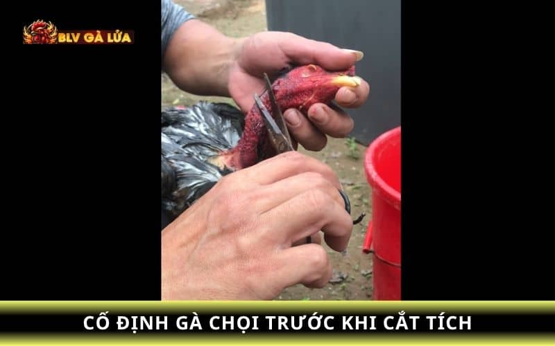 Cố định gà chọi giúp việc cắt tích trở nên dễ dàng hơn Cố định gà chọi giúp việc cắt tích trở nên dễ dàng hơn