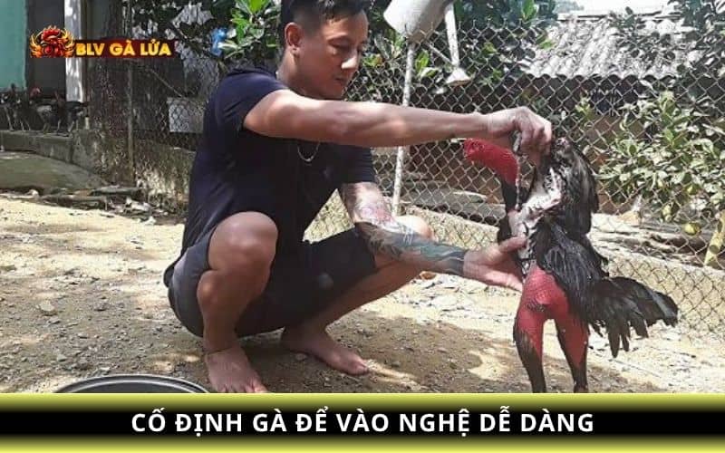Cố định gà trước khi vào nghệ