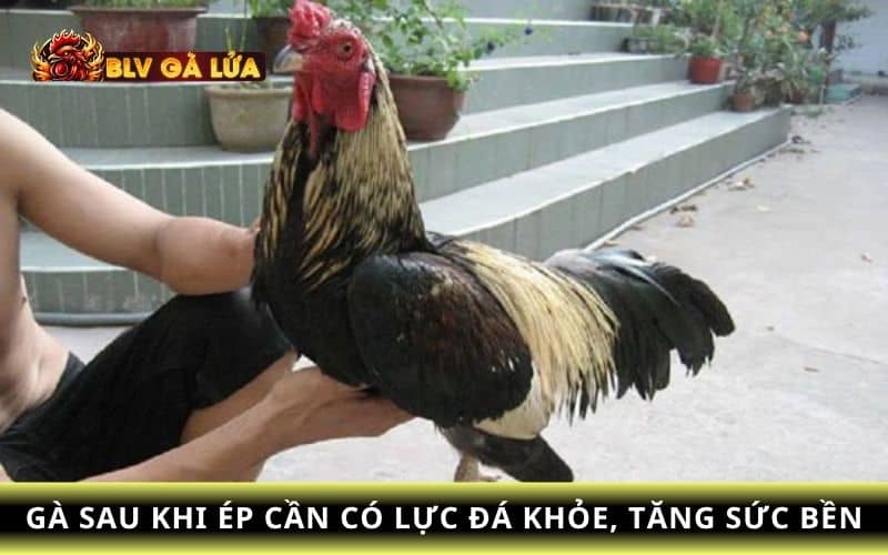 Ép cần cho gà đá để đạt được trọng lượng phù hợp Ép cần cho gà đá để đạt được trọng lượng phù hợp