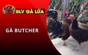 Gà Butcher