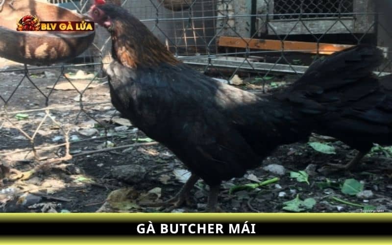 Gà Butcher mái Gà Butcher mái