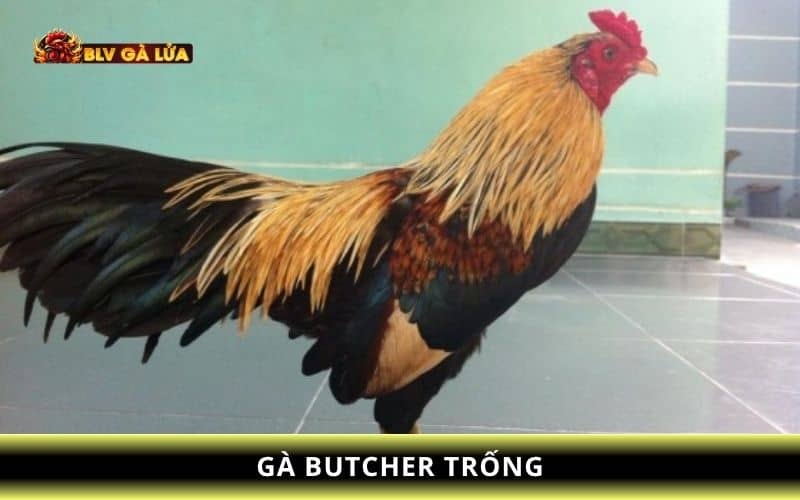 Gà Butcher trống Gà Butcher trống