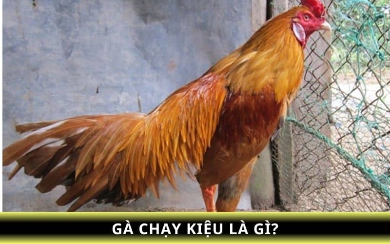 Gà chạy kiệu là lối đá đầy chiến thuật