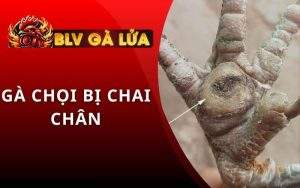 Gà Chọi Bị Chai Chân