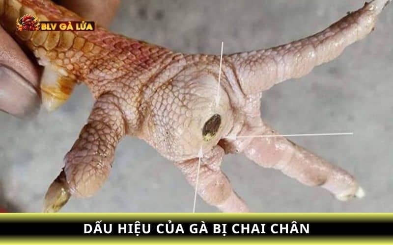 Gà chọi bị chai chân là vết thương bên dưới bàn chân của gà Gà chọi bị chai chân là vết thương bên dưới bàn chân của gà