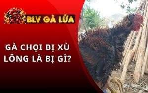 Gà Chọi Bị Xù Lông