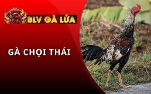 Gà Chọi Thái