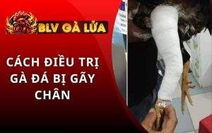 Gà Đá Bị Gãy Chân