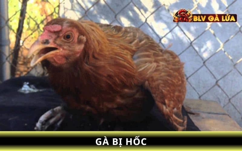 Gà đá bị hốc là tình trạng kiệt sức, thiếu chất Gà đá bị hốc là tình trạng kiệt sức, thiếu chất