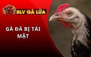 Gà Đá Bị Tái Mặt
