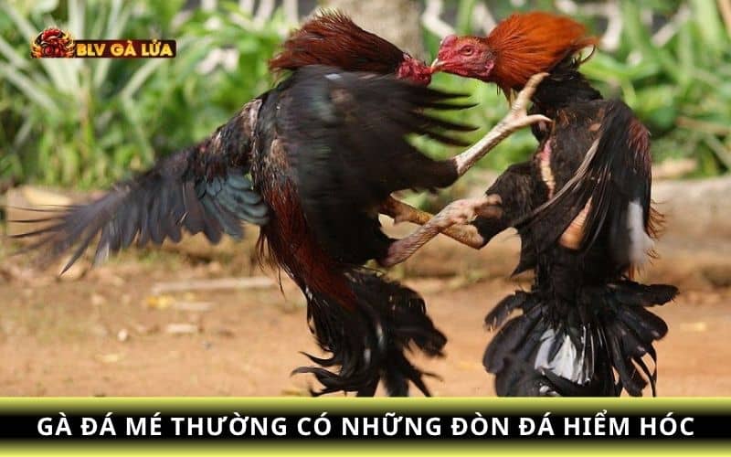 Gà đá mé là đá vào điểm yếu như cánh, hông, mu lưng của đối thủ Gà đá mé là đá vào điểm yếu như cánh, hông, mu lưng của đối thủ