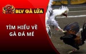 Gà Đá Mé Là Gì