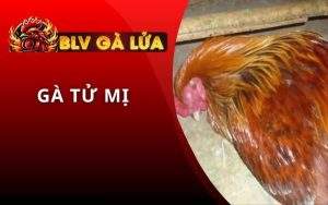 Gà Tử Mị