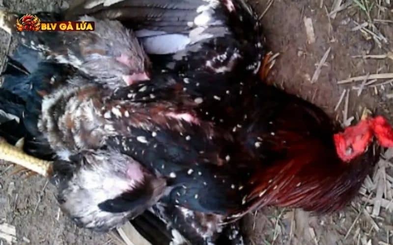 Gà tử mị là gà có những tư thế ngủ, nằm kỳ lạ hiếm gặp Gà tử mị là gà có những tư thế ngủ, nằm kỳ lạ hiếm gặp
