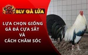 Giống Gà Đá Cựa Sắt