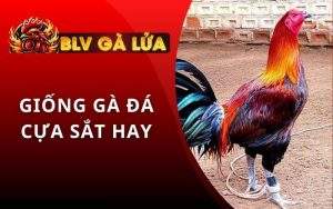 Giống Gà Đá Cựa Sắt Hay