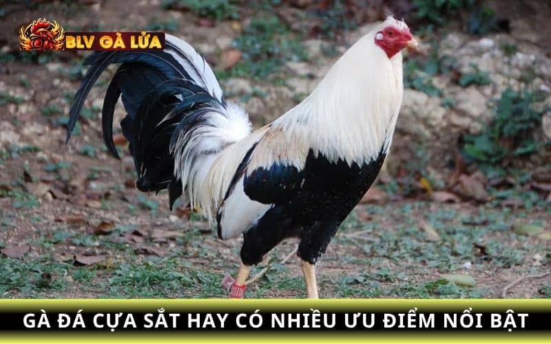 Giống gà đá cựa sắt hay có nhiều ưu điểm nổi bật Giống gà đá cựa sắt hay có nhiều ưu điểm nổi bật