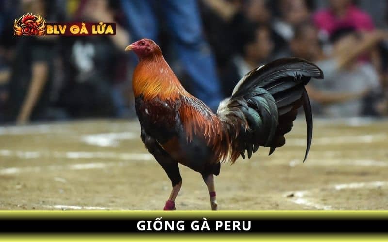 Giống gà đá cựa sắt hay như gà Peru Giống gà đá cựa sắt hay như gà Peru
