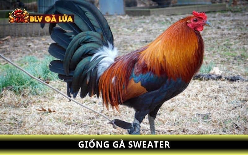 Giống gà đá cựa sắt hay như gà Sweater Giống gà đá cựa sắt hay như gà Sweater